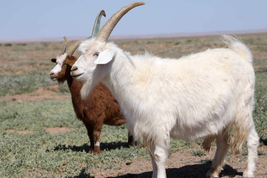 Hircus goats standing on the Mongolian plains