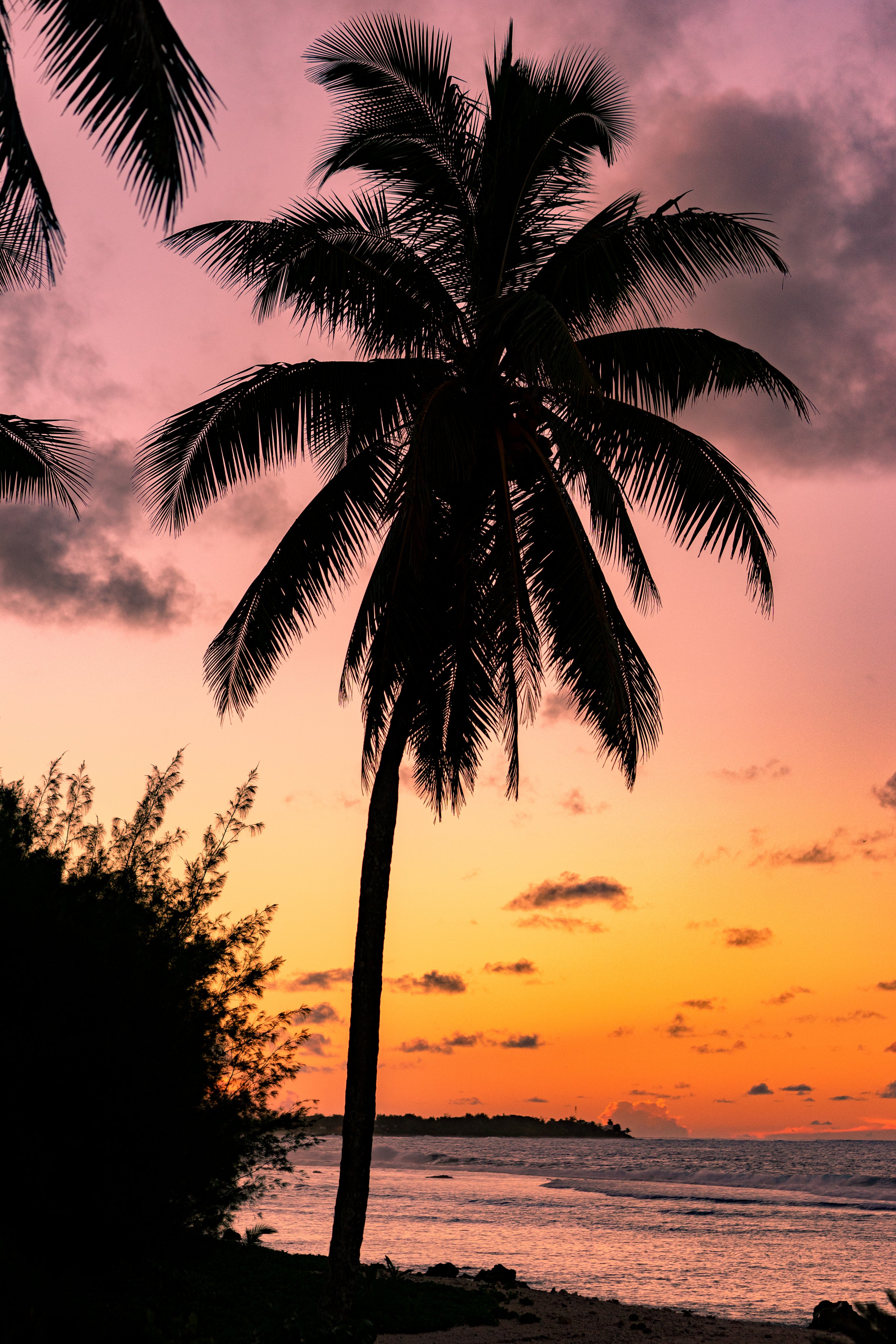 files/a-silhouetted-palm-tree-at-sunset.jpg