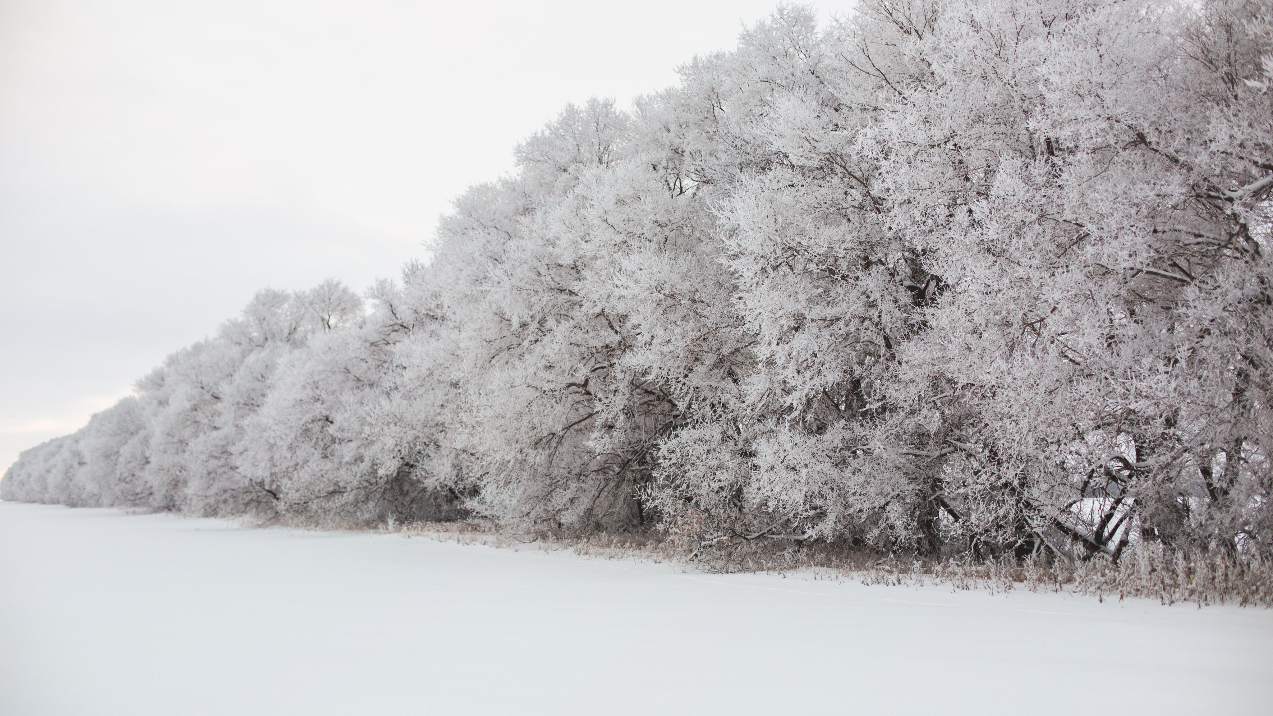files/snow-covered-tree-wall.jpg