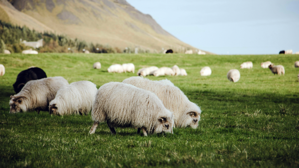 Sheep grazing in a field next to steep hills