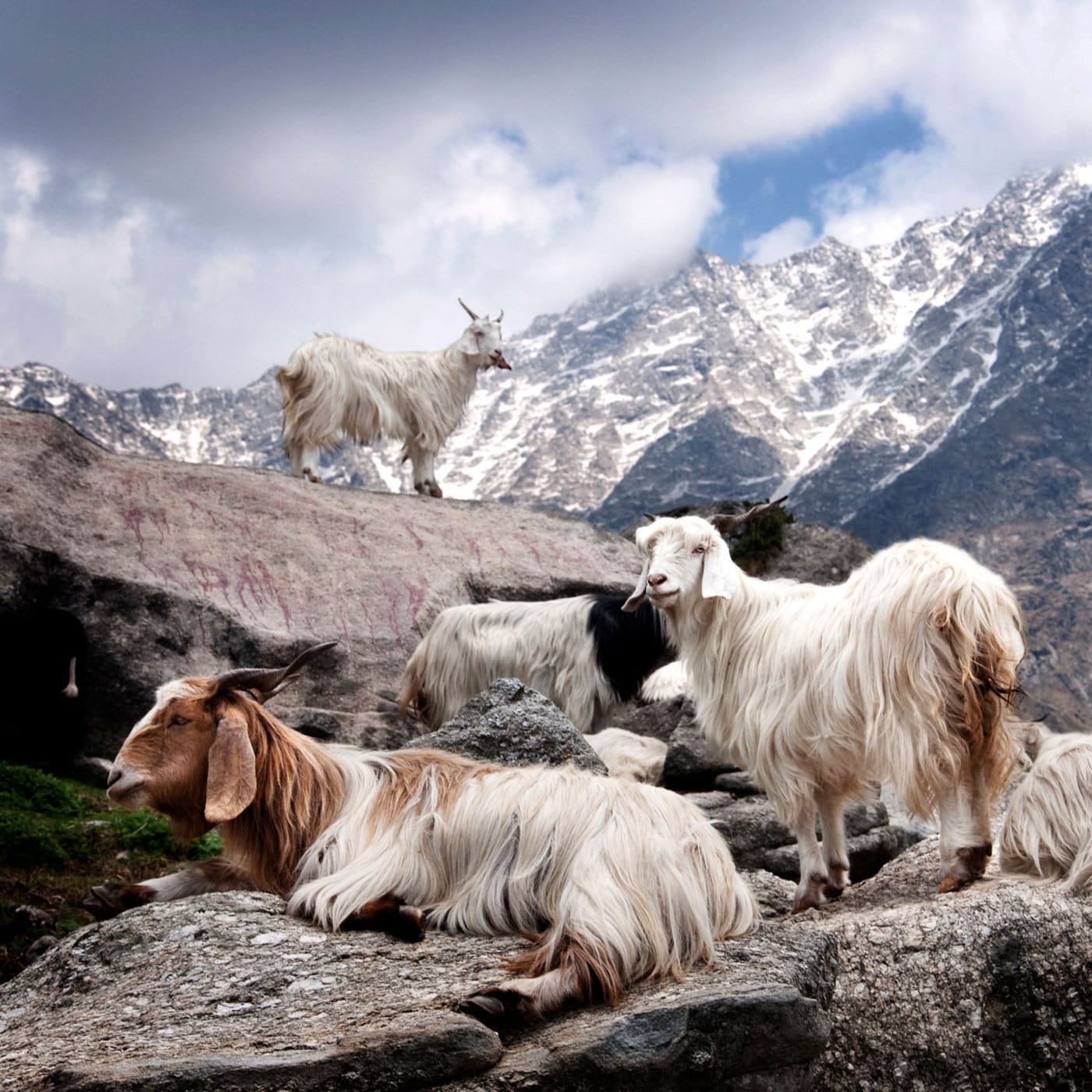 Hircus goats arranged against a mountainous background