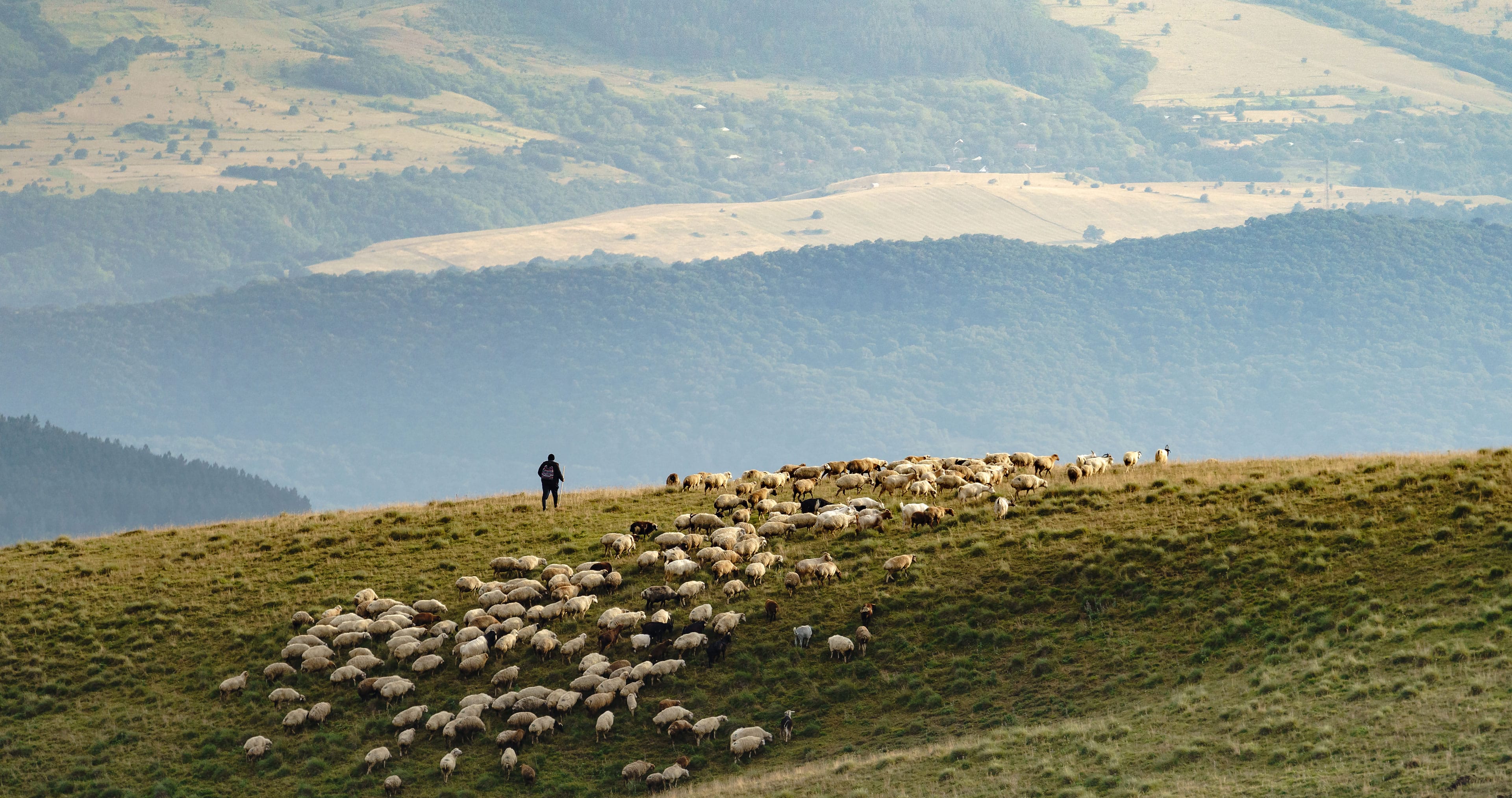 A herd of sheep being escorted by a shepherd across fields with trees in the background.